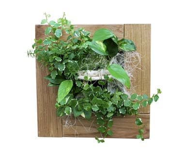 Cadre en bois avec des plantes