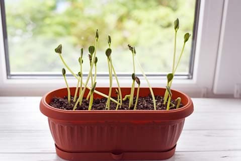 Un pot avec des graines à faire germer