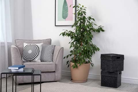 Plante dans un pot près d'un canapé